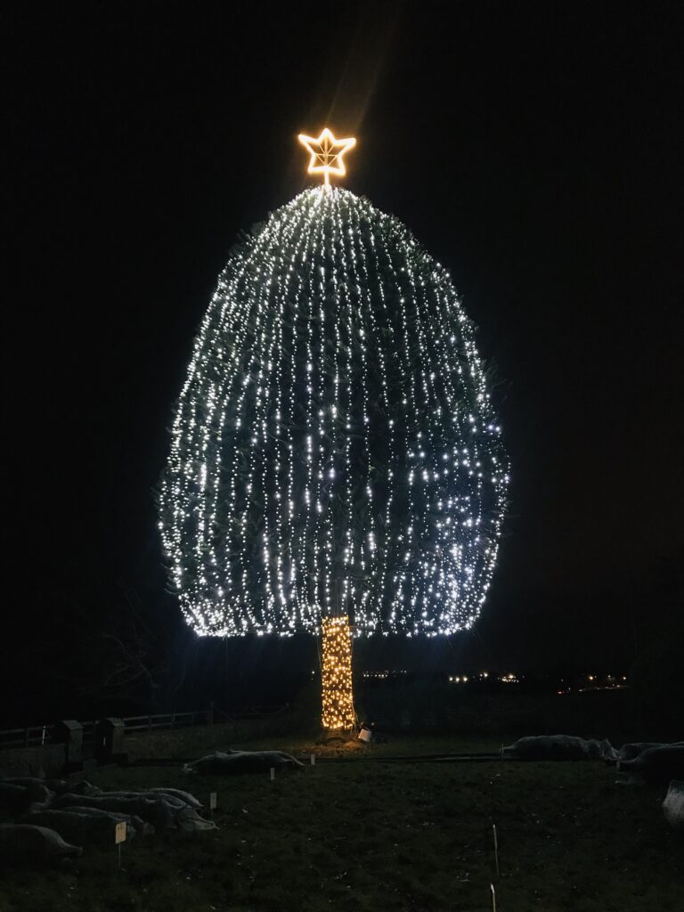 Christmas Trees Harrogate Rudfarlington Farm, Wetherby Road, Harrogate