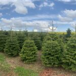 A field of living Christmas trees