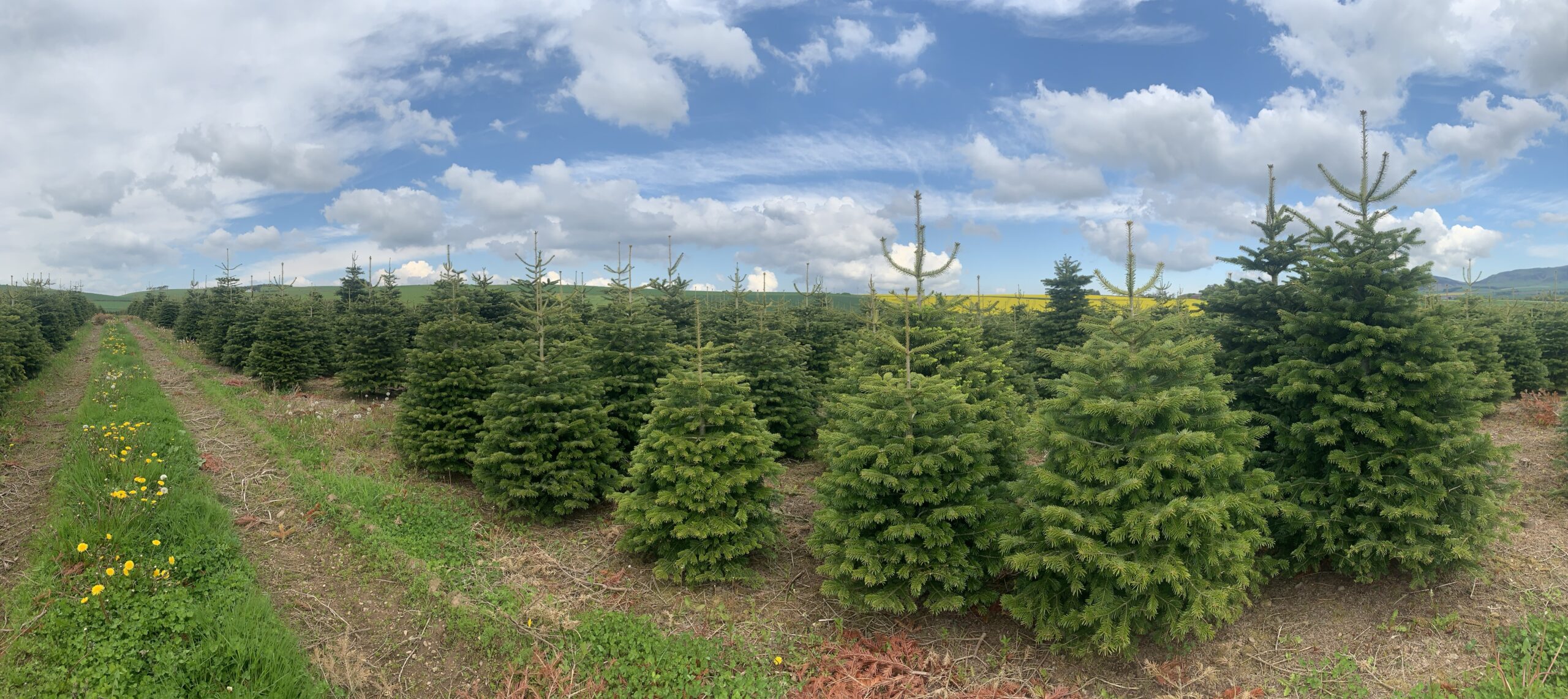A field of living Christmas trees