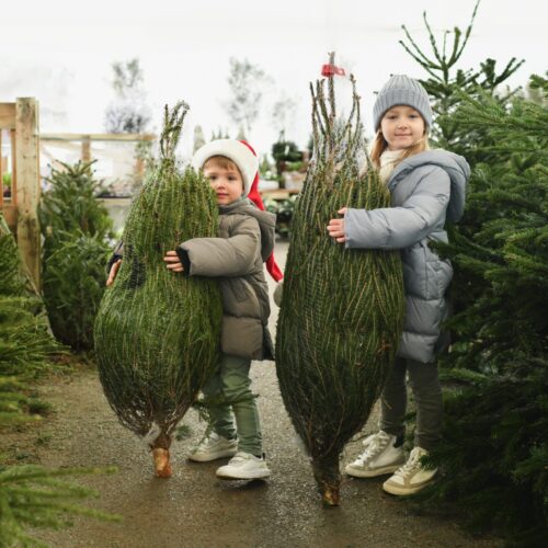 Children are welcome at Christmas Trees Harrogate
