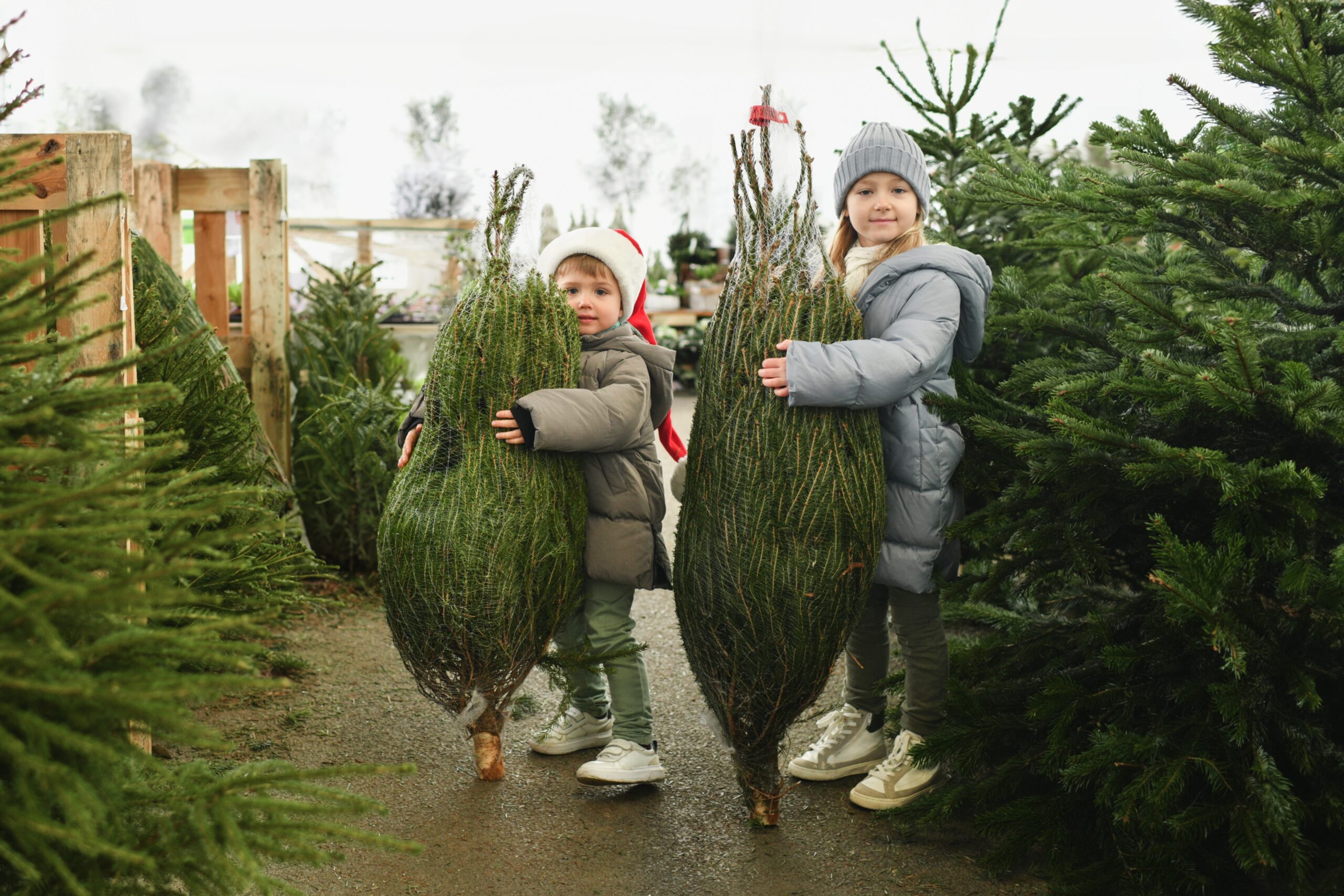 Children are welcome at Christmas Trees Harrogate