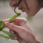 The scent of real Christmas trees